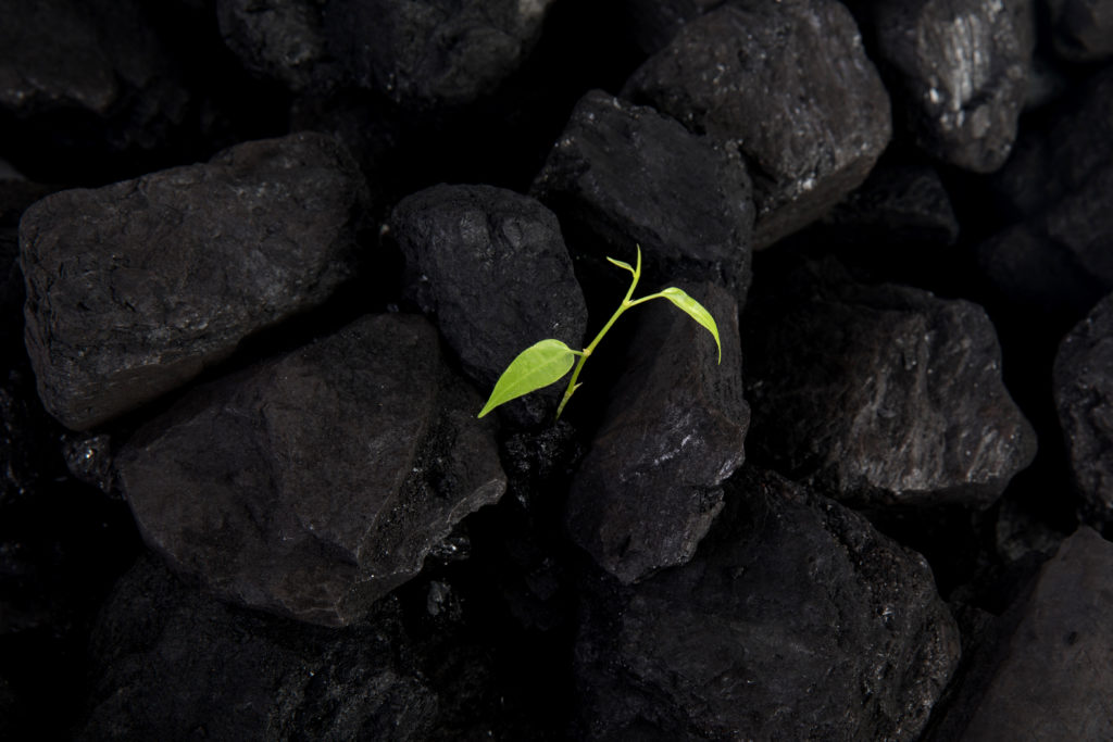 How Transdirect has cultivated positive change since going 100% Carbon Neutral