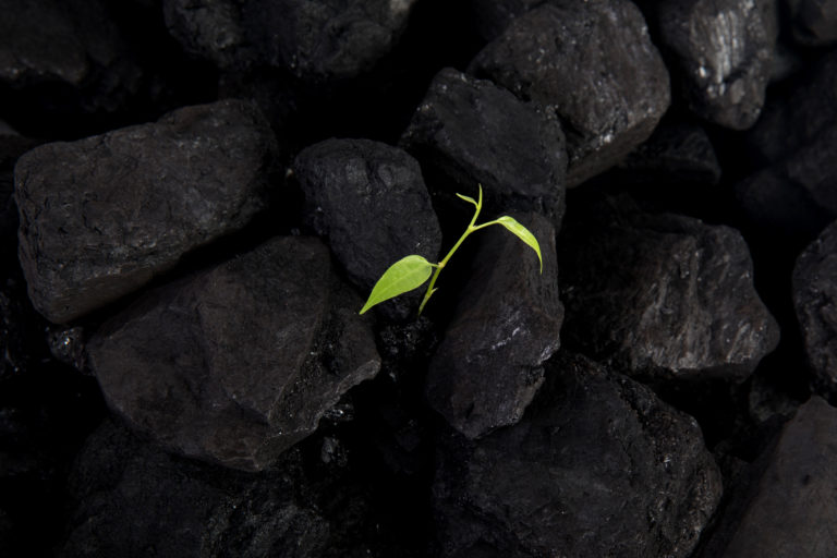 How Transdirect has cultivated positive change since going 100% Carbon Neutral